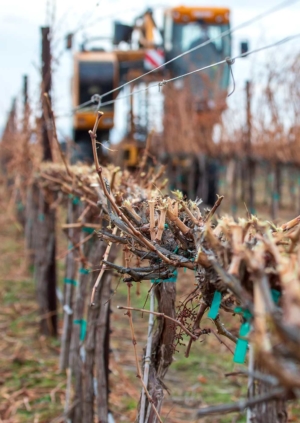 Running the Pellanc TRP precision pruner on an over-the-row harvester allows for the most stable, consistent cut, said Richard Hoff, director of viticulture at Mercer Estates. The pruner is seen here in a Cabernet Sauvignon block near Alderdale, Washington, on Wednesday, January 11, 2018. (TJ Mullinax/Good Fruit Grower)