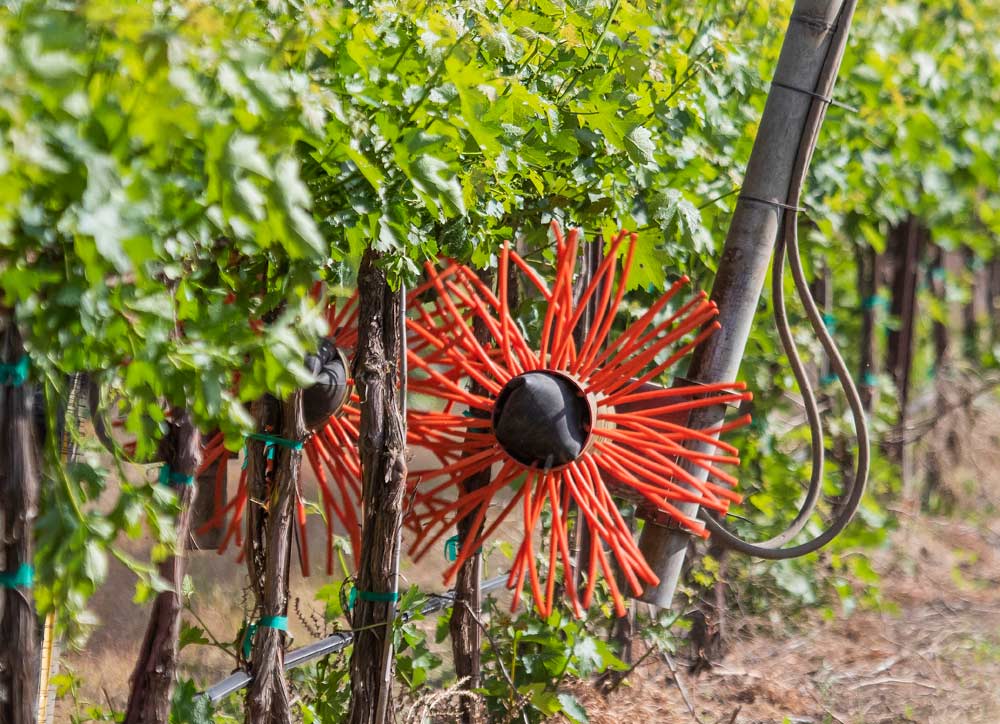 Whirling rubber whips strip shoots and suckers from the vines. (TJ Mullinax/Good Fruit Grower)