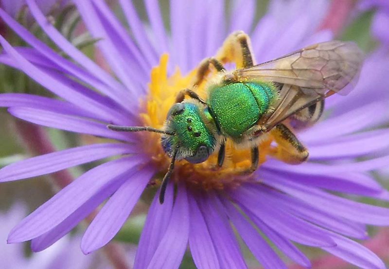 Pollination education - Good Fruit Grower