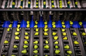 Pears roll over the new line at Mount Adams Fruit, which rebuilt its packing facility in Bingen, Washington, with the latest technology after a 2017 fire destroyed the previous facility. The pear-specific equipment lines up fruit horizontally to roll it evenly for optical sorters. (TJ Mullinax/Good Fruit Grower)