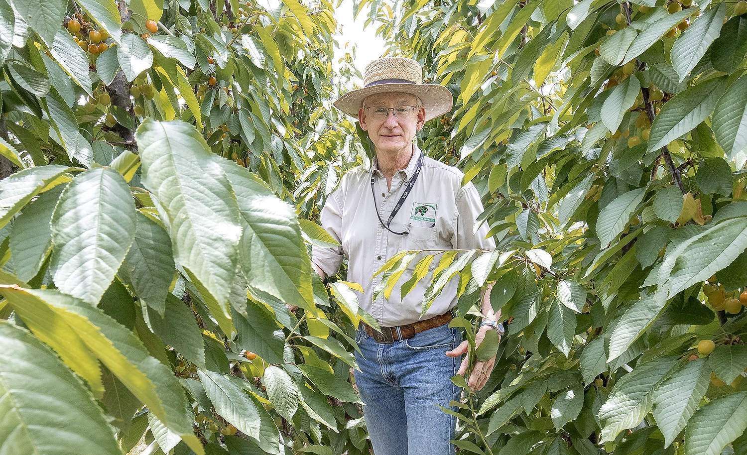 Michigan State University horticulturist Greg Lang shows one of several sweet cherry tree systems at the MSU Clarksville Research Center in 2022.