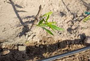 Close-up of sandy soil in a new peach planting at Michigan State University.