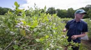 Michigan State University entomologist Rufus Isaacs, seen here in a blueberry block at MSU’s Southwest Michigan Research and Extension Center in June 2022, is studying ways to combat spotted wing drosophila in Michigan blueberries. (TJ Mullinax/Good Fruit Grower)