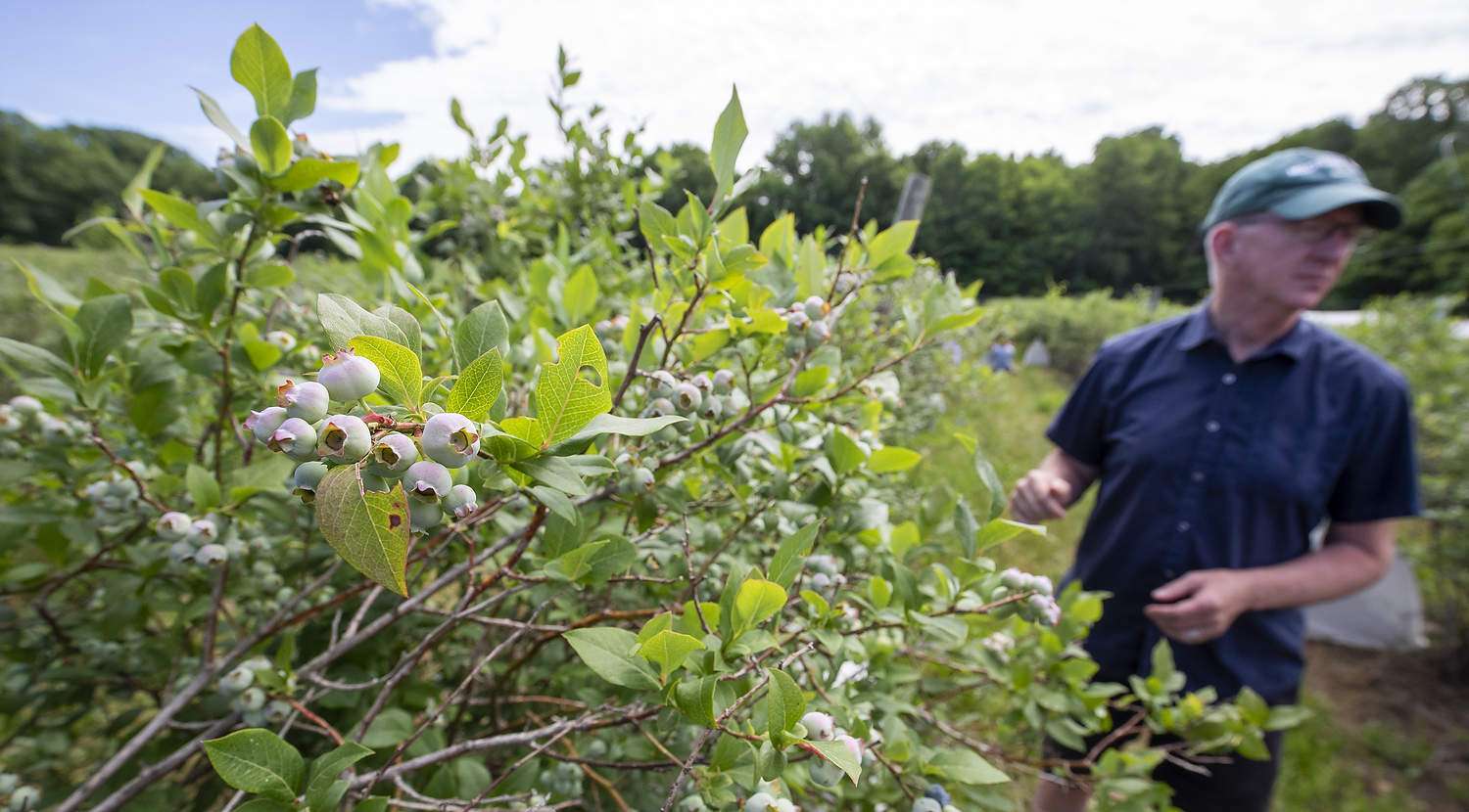 Data for better spotted wing drosophila control Michigan State University entomologist Rufus Isaacs, seen here in a blueberry block at MSU’s Southwest Michigan Research and Extension Center in June 2022, is studying ways to combat spotted wing drosophila in Michigan blueberries. (TJ Mullinax/Good Fruit Grower)