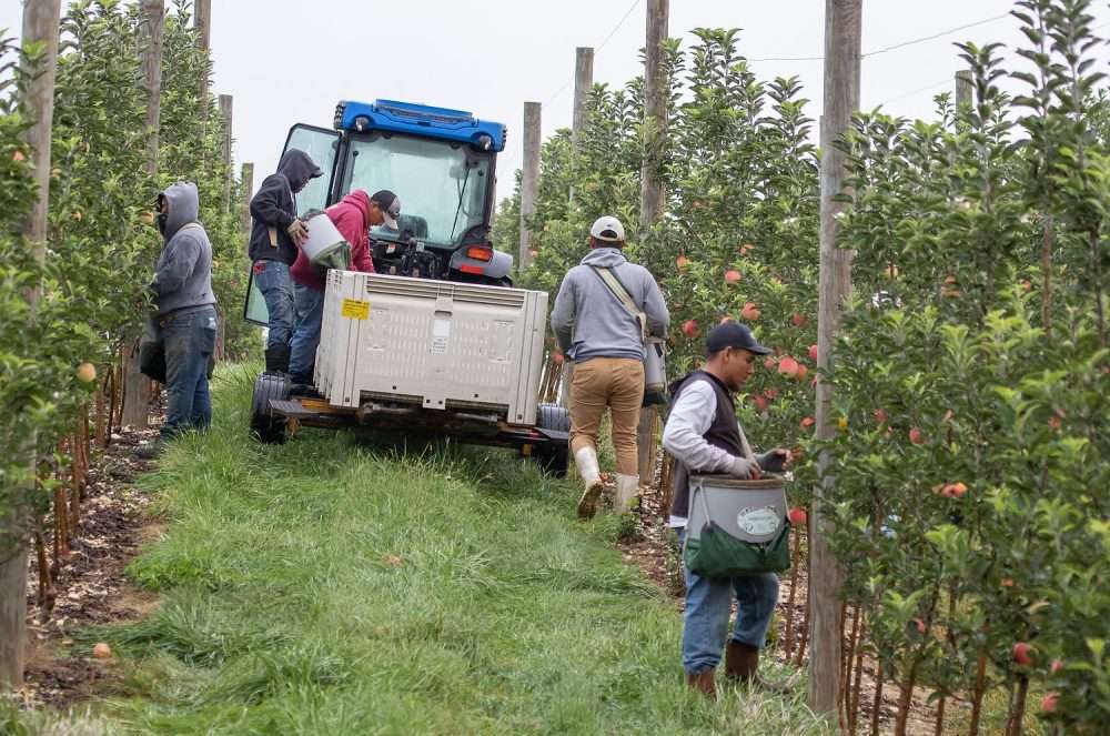 H-2A workers harvesting apples in Pennsylvania in 2021