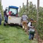 H-2A workers harvesting apples in Pennsylvania in 2021