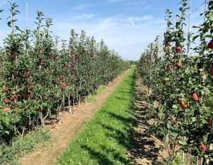 Michigan State University tree fruit educator Phil Schwallier is assessing high-density orchards at the Clarksville Research Center in Clarksville, Michigan, to evaluate super spindle, two-leader, three-leader and tall spindle systems on five apple varieties. 2018 marked the first time he allowed the 4-year-old trees to fruit. Shown here are two-leader Gala trees in first crop, fourth leaf in September 2018. (Courtesy Phil Schwallier/Michigan State University)