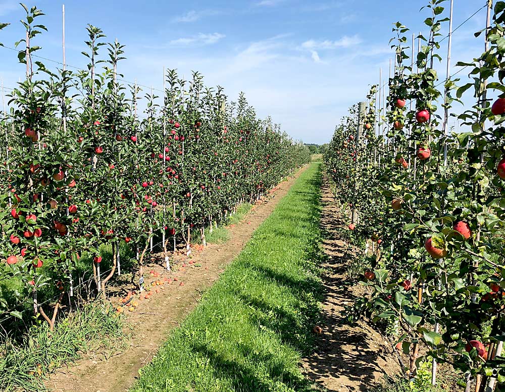 Michigan State University tree fruit educator Phil Schwallier is assessing high-density orchards at the Clarksville Research Center in Clarksville, Michigan, to evaluate super spindle, two-leader, three-leader and tall spindle systems on five apple varieties. 2018 marked the first time he allowed the 4-year-old trees to fruit. Shown here are two-leader Gala trees in first crop, fourth leaf in September 2018.  (Courtesy Phil Schwallier/Michigan State University)