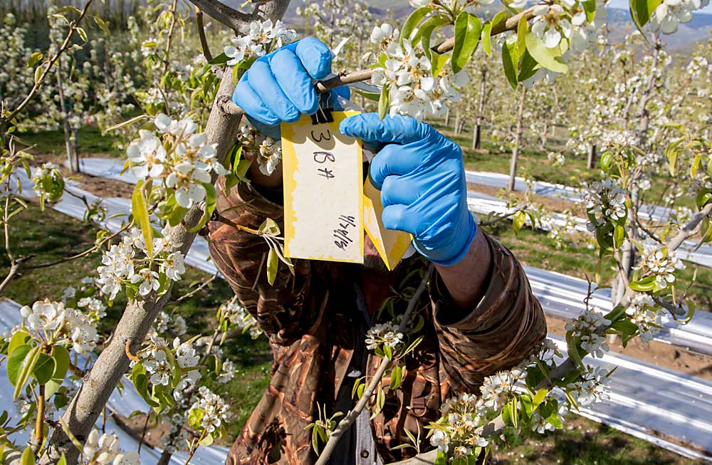 Greenfield ties a trap card into place on a pear limb. (Ross Courtney/Good Fruit Grower)