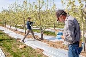 WSU reseaBruce Greenfield, right, and Louis Nottingham of Washington State University hang trap cards in pear blocks lined with reflective mulch in June at the Sunrise Research Orchard near Wenatchee, Washington. Nottingham, an entomologist, has determined that reflective mulch helps repel pear psylla early in the growing season. (Ross Courtney/Good Fruit Grower)rcher finds reflective mulch keeps pear psylla out in early season. (Ross Courtney/Good Fruit Grower)