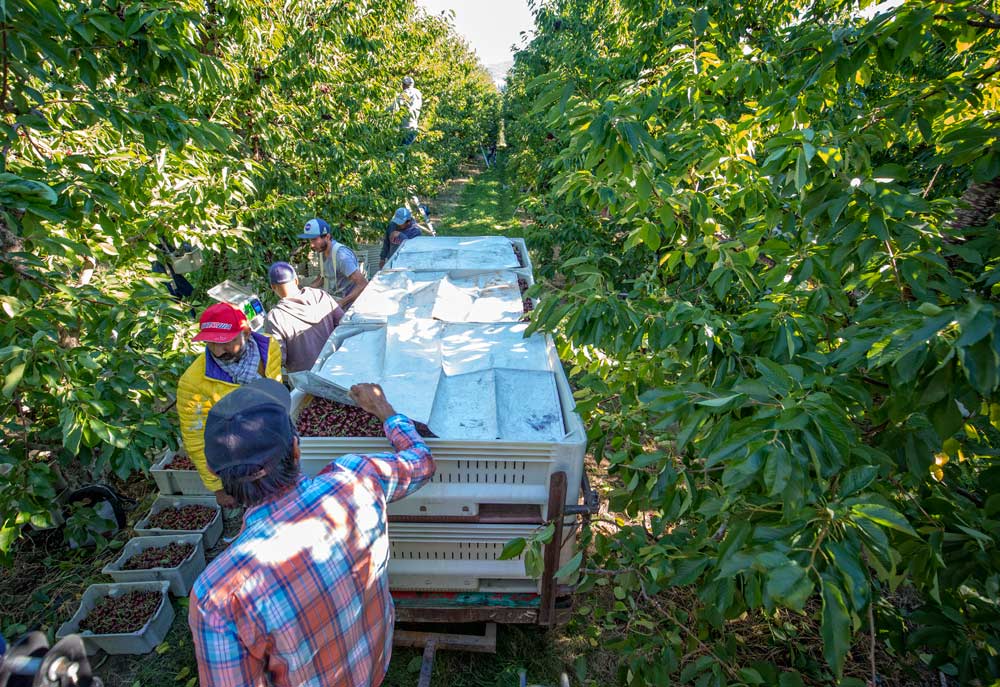 Sukhpaul Bal, bottom, inspects Skeena cherries before they are pulled out of the orchard in Kelowna, British Columbia, on July 21, 2018. (TJ Mullinax/Good Fruit Grower)