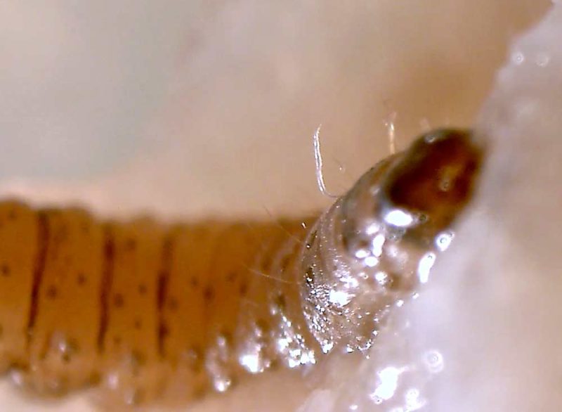 Just add water: Packaged nematodes bred to devour pests — Video - Good ...