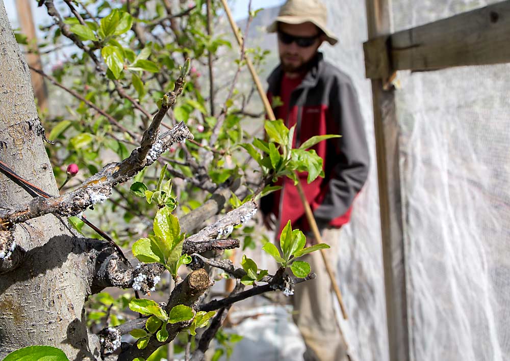 Woolly apple aphids colonize a branch, evidenced by the white fuzz in the foreground, while graduate student Adrian Marshall surveys the pest’s population under netted trees in April 2018 at Washington State University’s Sunrise Research Orchard near Wenatchee. As netting becomes more popular to reduce sunburn, Marshall is studying its effects on entomology, both the good bugs and bad bugs. (Ross Courtney/Good Fruit Grower)