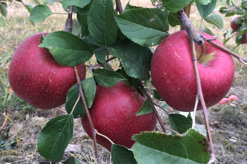 EverCrisp, the first commercial release for the Midwestern Apple Improvement Association, sold well last year, and growers are expecting a big boost in harvest this year as more orchards come into production. <b>(Courtesy Bill Dodd)</b>