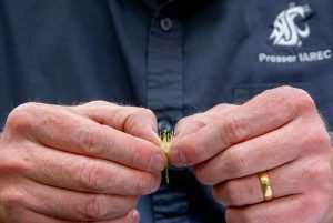 Washington State University cherry breeder Per McCord counts and measures the stamens of an R19 cherry blossom in April at the Irrigated Agriculture Research and Extension Center near Prosser. As the university prepares to release the cherry for commercial production, McCord’s team is documenting the intricacies of plant and fruit characteristics as required to apply for intellectual property protection. (Ross Courtney/Good Fruit Grower)