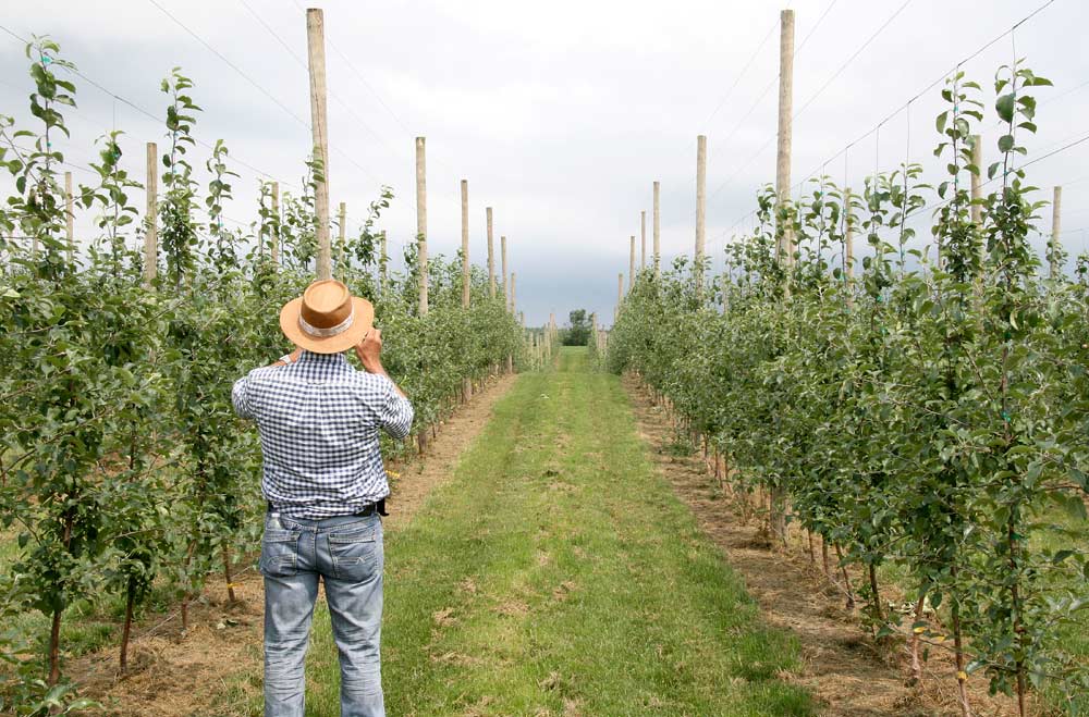 Maximizing the performance of high-density plantings, such as this second-leaf Fuji block at Zingler Farms in Kendall, New York, was the focus of July’s Lake Ontario Fruit Summer Tour organized by Cornell Cooperative Extension. <b>(Kate Prengaman/Good Fruit Grower)</b>
