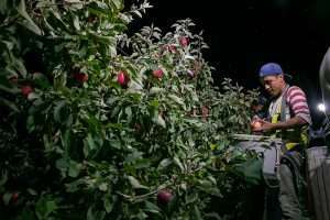 Shadows and glare are safety concerns at night, but managers and safety officers say artificial light directly on the working area sometimes improves visibility. Here, Ulises Navarro stem clips for Stemilt in 2014 by the light of the platform. (TJ Mullinax/Good Fruit Grower)