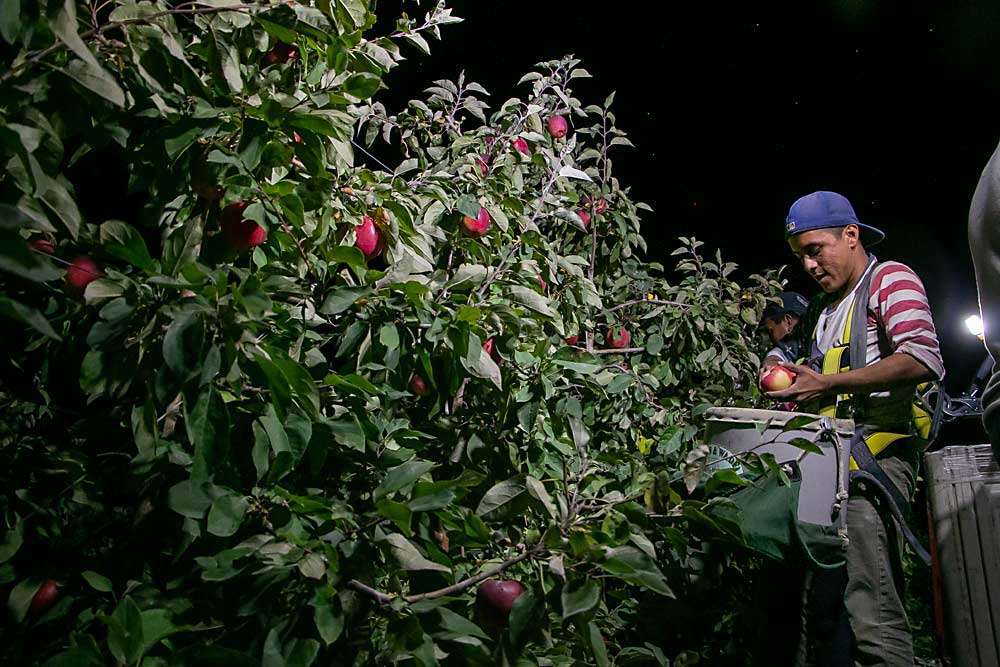 Shadows and glare are safety concerns at night, but managers and safety officers say artificial light directly on the working area sometimes improves visibility. Here, Ulises Navarro stem clips for Stemilt in 2014 by the light of the platform. (TJ Mullinax/Good Fruit Grower)