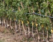 Lamont Fruit Farm in Waterport, New York, installed drip line irrigation in some new plantings as a drought precaution as seen in June last year. Irrigation is becoming more of a necessity in the Northeastern United States, a fruit growing area that once relied solely on rainfall. (TJ Mullinax/Good Fruit Grower)