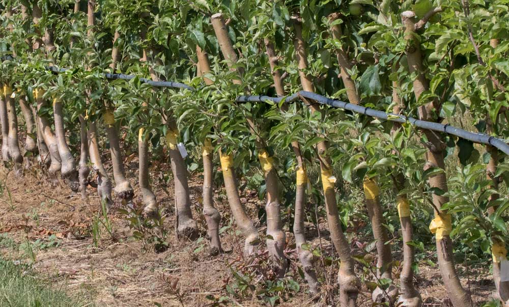 Lamont Fruit Farm in Waterport, New York, installed drip line irrigation in some new plantings as a drought precaution as seen in June last year. Irrigation is becoming more of a necessity in the Northeastern United States, a fruit growing area that once relied solely on rainfall. <b>(TJ Mullinax/Good Fruit Grower)</b>