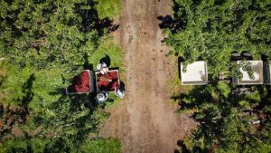Northwest sweet cherries being harvested in 2019. (Courtesy Northwest Cherry Growers)