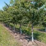 Fresh transitions for Michigan cherry growers nwMich2024-3044mm-1-feat