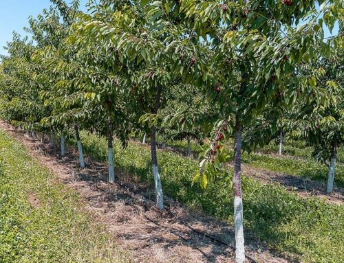 Fresh transitions for Michigan cherry growers