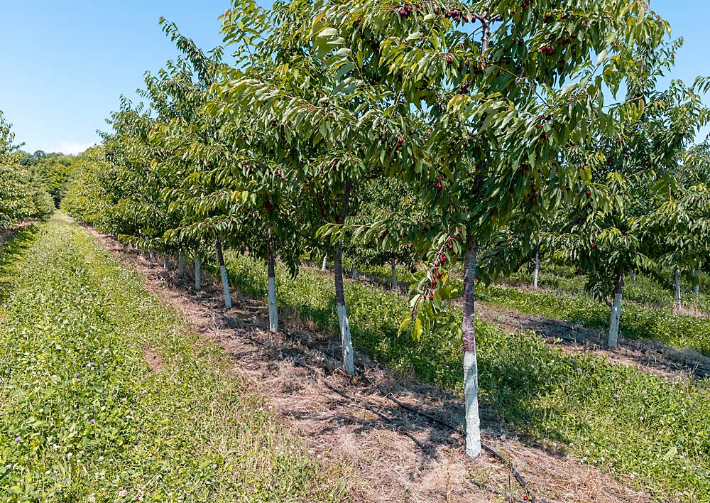 Sweet cherry trees at Wunsch Farms in Old Mission, Michigan, in June. The trees, mostly Black Pearls on Gisela 6 rootstock, were planted for the fresh market and spaced 6 feet by 16 feet. (Matt Milkovich/Good Fruit Grower)