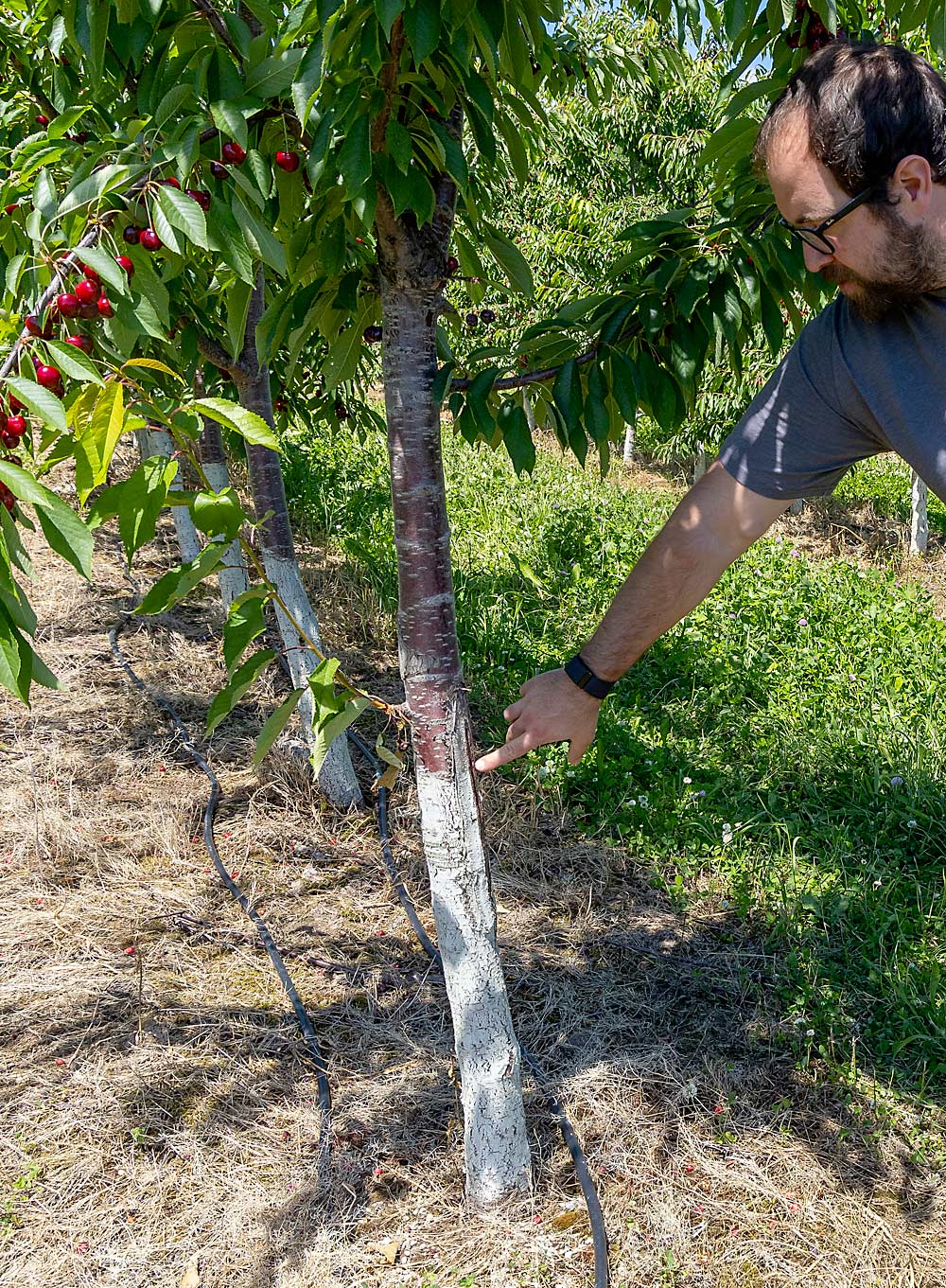 Grower Isaiah Wunsch points out sun cracking, which can happen to vigorously growing trees in winter. The white paint reflects sunlight to protect against cracking. (Matt Milkovich/Good Fruit Grower)