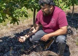 Wunsch Farms managing partner Raul Gomez studies wood chips and soil in a high-density row of Honeycrisp trees last June. The Northwest Michigan farm uses wood chips as mulch to retain nutrients and moisture in the region’s sandy soils. (Matt Milkovich/Good Fruit Grower)