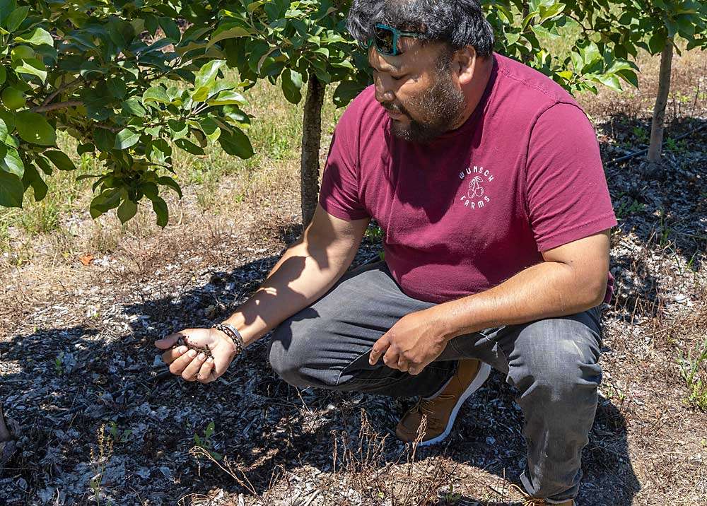 A century of change seeds a family farm's success Wunsch Farms managing partner Raul Gomez studies wood chips and soil in a high-density row of Honeycrisp trees last June. The Northwest Michigan farm uses wood chips as mulch to retain nutrients and moisture in the region’s sandy soils. (Matt Milkovich/Good Fruit Grower)