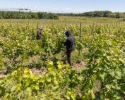 In late June, Agrivine’s H-2A workers hand tucked shoots at Brys Estate Vineyard and Winery on Northwest Michigan’s Old Mission Peninsula, where wine tourism, and vineyards, have grown in the past few decades. (Matt Milkovich/Good Fruit Grower)