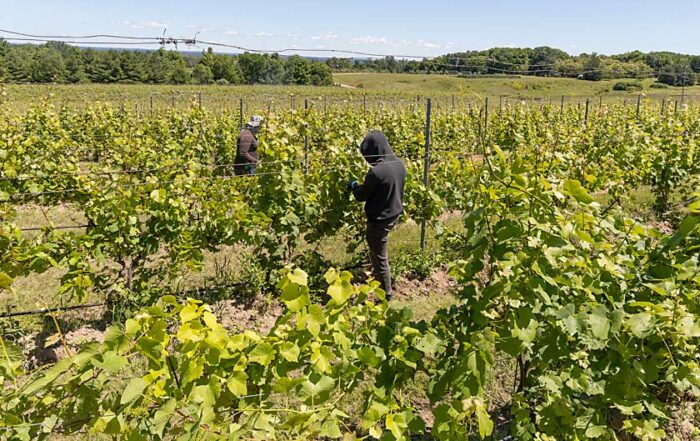 In late June, Agrivine’s H-2A workers hand tucked shoots at Brys Estate Vineyard and Winery on Northwest Michigan’s Old Mission Peninsula, where wine tourism, and vineyards, have grown in the past few decades. (Matt Milkovich/Good Fruit Grower)