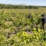Old Mission makeover from trees to vines nwMich2024-3306mm-1-feat