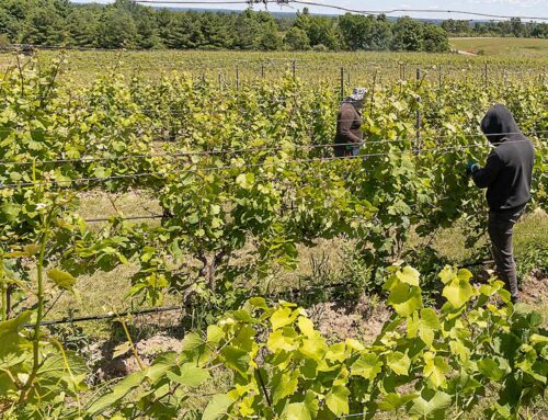 Old Mission makeover from trees to vines