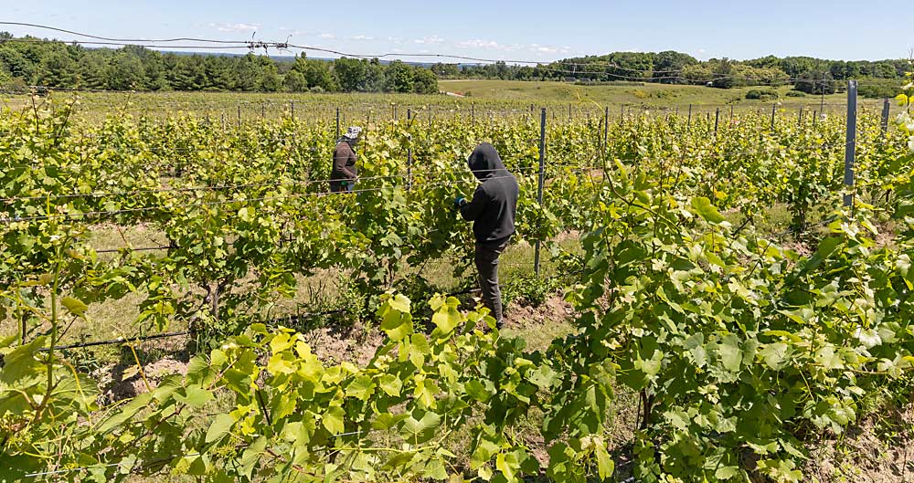 In late June, Agrivine’s H-2A workers hand tucked shoots at Brys Estate Vineyard and Winery on Northwest Michigan’s Old Mission Peninsula, where wine tourism, and vineyards, have grown in the past few decades. (Matt Milkovich/Good Fruit Grower)