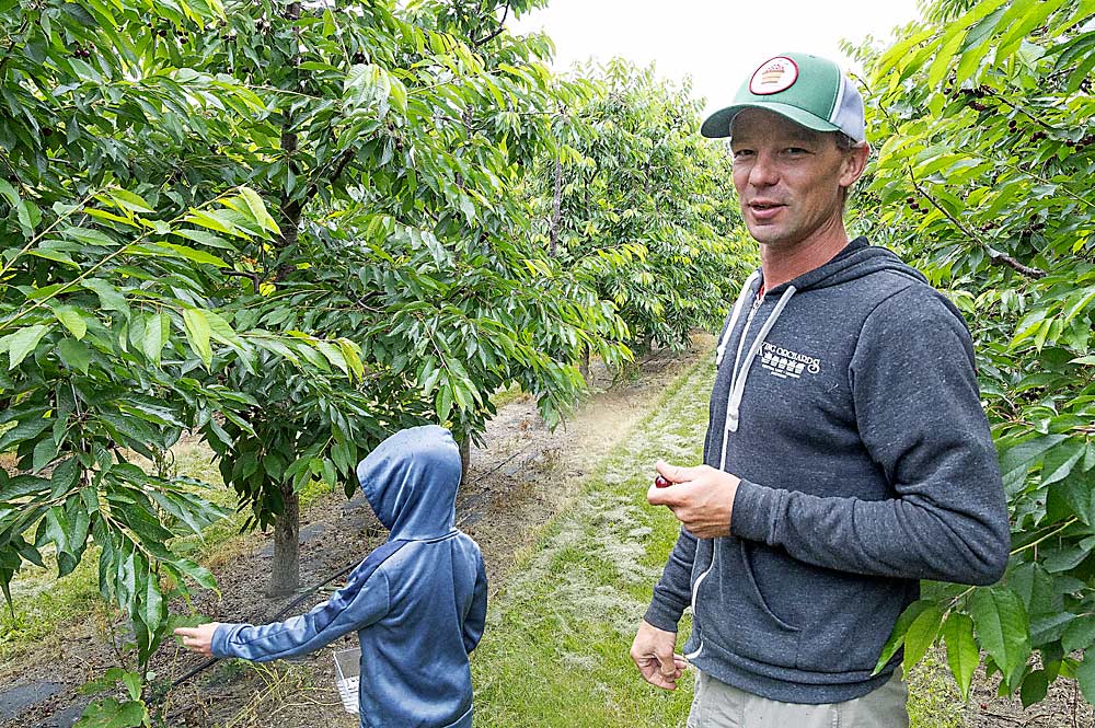 Grower Mark Schiller, with help from one of his sons, talks about a high-density block of sweet cherries. The cherries are so popular with customers that the farm turned it into a U-pick block. (Matt Milkovich/Good Fruit Grower)