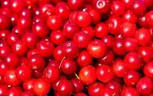 Organizations representing Montmorency cherries, the main variety of the U.S. tart cherry industry, are seeking new sales outlets, and Amy Cohn, new leader of the Cherry Marketing Institute and Cherry Industry Administrative Board, wants to lead the way. (Matt Milkovich/Good Fruit Grower)