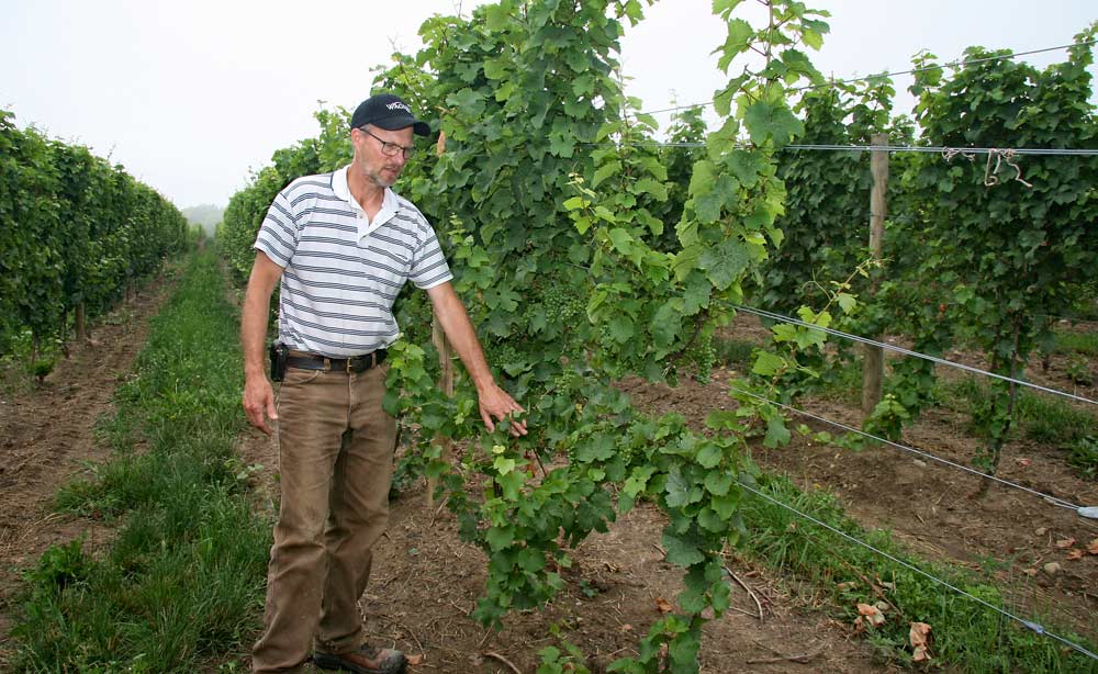 John Wagner prefers to use a Scott Henry training system for V. vinifera grapes because the two-tiered system allows for more canopy space and a more open fruiting zone. Here, the system is shown in July in a young Riesling block. <b>(Kate Prengaman/Good Fruit Grower)</b>