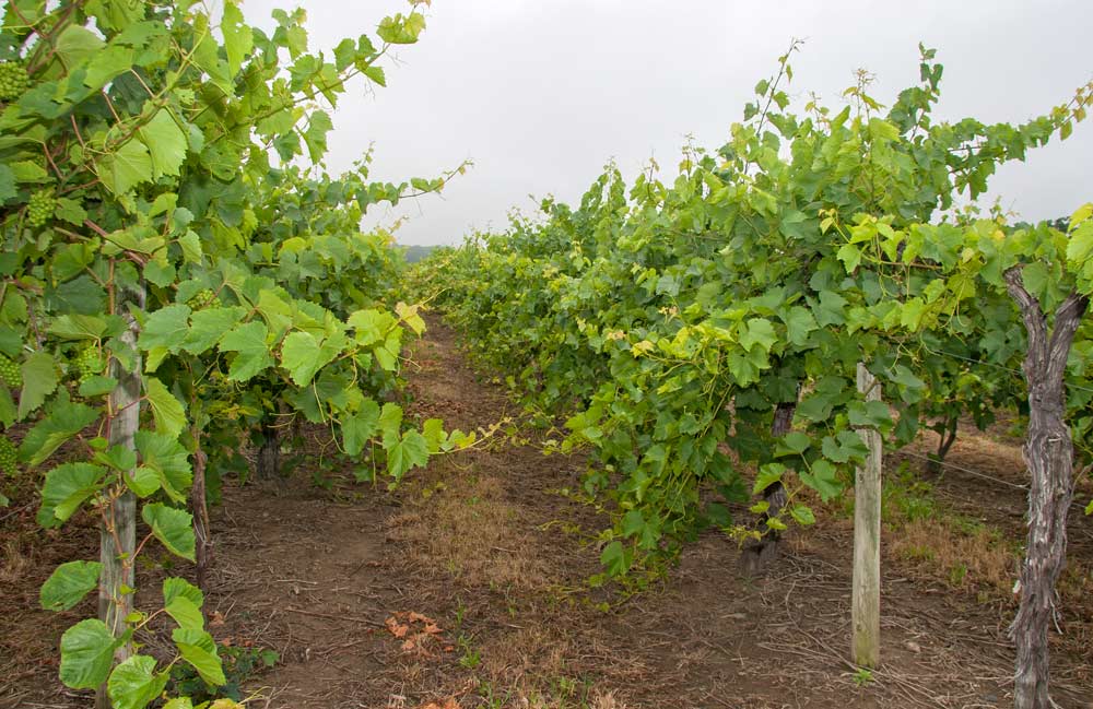 French-American hybrid grapes such as this Vignoles are grown without shoot positioning at Wagner Vineyards, which reduces labor costs. <b>(Kate Prengaman/Good Fruit Grower)</b>