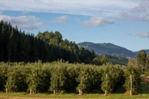 The IFTA Summer Tour visits Birdhurst Orchard, in the Motueka Valley on February 18, 2018. (TJ Mullinax/Good Fruit Grower)