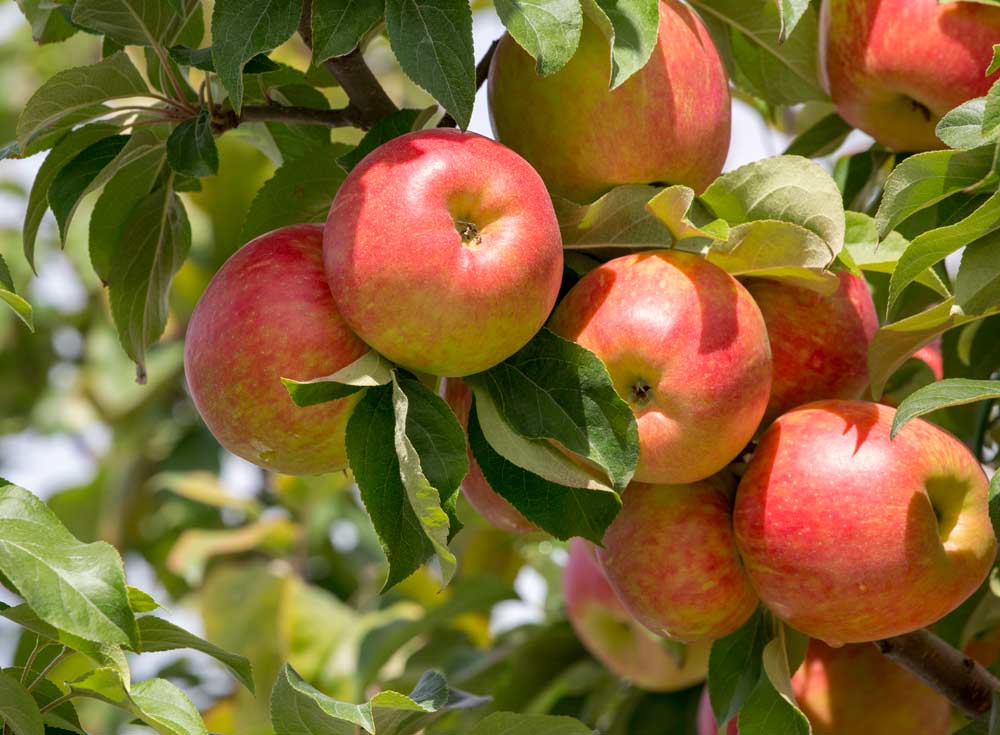 About Harvesting Honeycrisp Apples