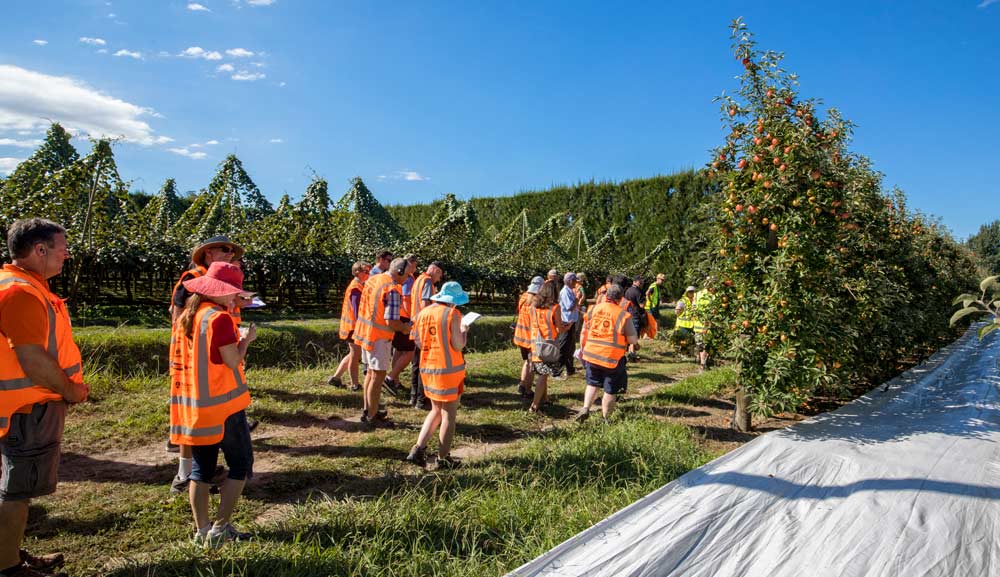 Kiwifruit and apples. This tour at Waima Orchard in Hawke’s Bay was a highlight for many attendees because it provided deep agricultural learning about growing New Zealand’s national fruit alongside new apple plantings. <b> (TJ Mullinax/Good Fruit Grower)</b>