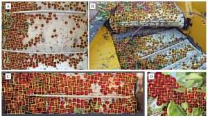 These images were used to train a cherry-counting tool that includes a camera and an artificial intelligence algorithm. The tool, which tracks cherries on a harvester’s conveyor belt, delivers a reliable degree of accuracy, despite the branches, leaves and excess fruit sometimes occluding the view. (Courtesy Anderson Safre/Utah State University)