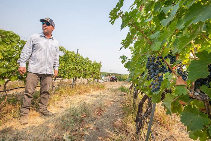 Changes taking root in Washington vineyards - Good Fruit Grower