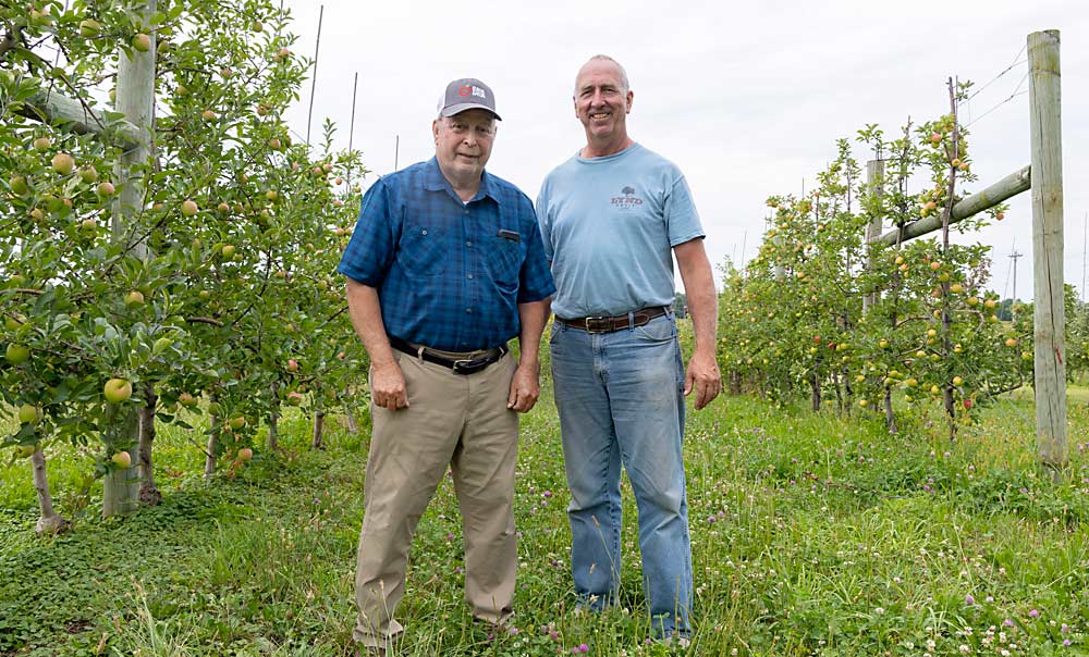 Mitch Lynd, left, and his son Andy in a MAIA-L block in Mitch’s front yard. Mitch discovered the first MAIA-L apples, marketed as Ludacrisp, in a seedling block near his house. (Matt Milkovich/Good Fruit Grower)