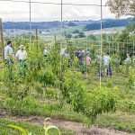 Trellis tryout for peach production ohio2024-4556mm-1-feat