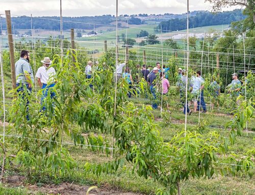 Trellis tryout for peach production