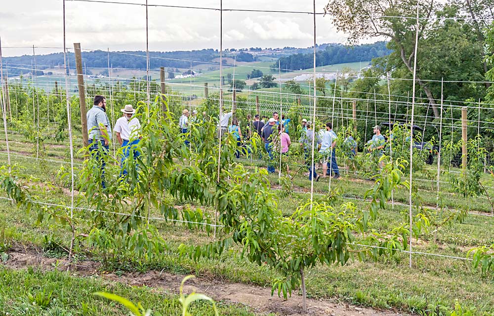 A view of the trellised, two-dimensional peach block planted in spring 2023 at Hillcrest Orchard of Walnut Creek, Ohio, taken in July. Ohio’s Amish country, in the eastern part of the state, is known for its picturesque hills and orchards planted on slopes. (Matt Milkovich/Good Fruit Grower)