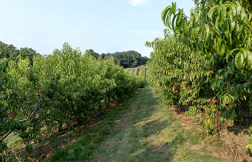 Quad V peach trees on another slope at Hillcrest Orchard of Walnut Creek. The Hershberger family hopes planar peaches will lead to greater yields and more uniform ripening than the quad V system. (Matt Milkovich/Good Fruit Grower)